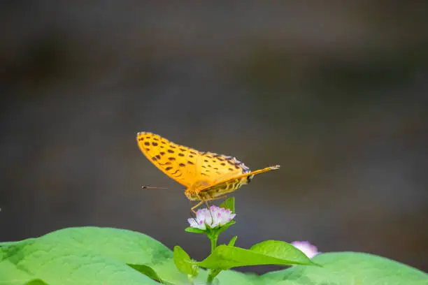 A male Indian fritillary (Black-tipped fritillary) butterfly on a pink persicaria thunbergii flower.