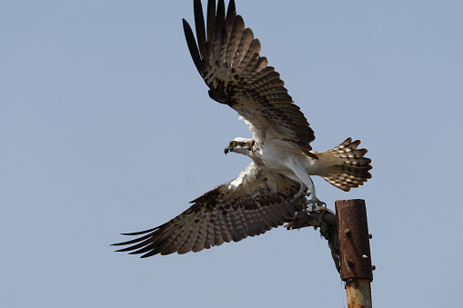 Osprey in flight with a kill natural habitat shot