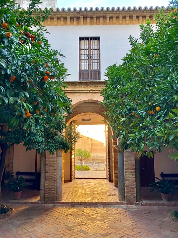 Close up of an orange tree in Sorrento, Italy