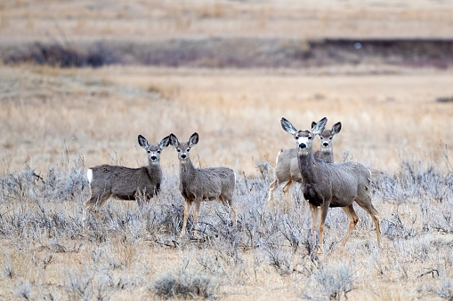 Deer standing and looking at camera in northern Montana in western USA of North America. Nearest cities are Bozeman, Billings and Roundup Montana, Salt Lake City, Utah, Denver, Colorado, and Jackson, Wyoming,