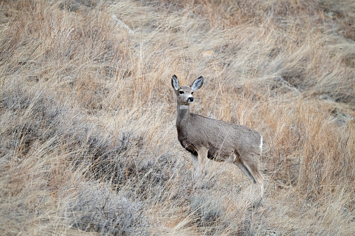 Deer in Arches National Park