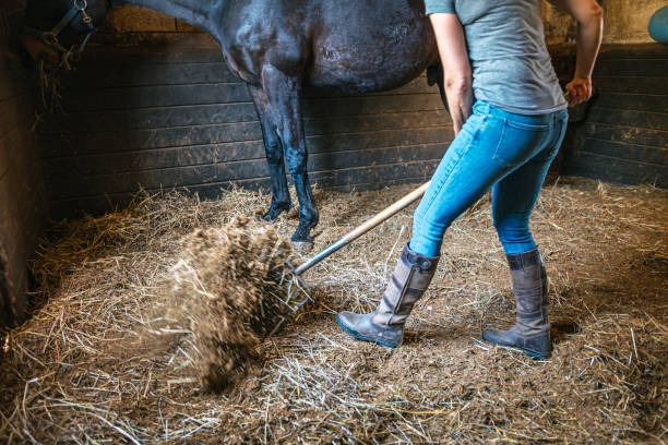 istock Female Rancher Using a Pitchfork to Clean a Horse Stall Box in a Barn 2044327099
