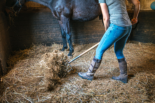 Female horseman cleaning horseshoe on her brown Thoroughbred horse in stable. Concept of animal care. Rural rest and leisure. Idea of green tourism. Close-up cropped view