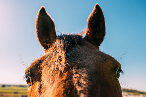 Close up of a horse's muzzle