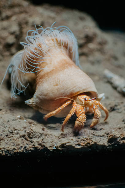 istock Hermit Crab with Anemone - Dardanus Pedunculatus 2044340080