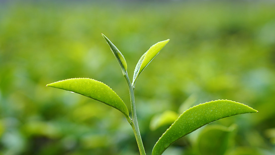 Fresh Green tea tree leaves in eco herbal farm. Tree tea plantations in morning sun light. Freshness herbal green natural garden farmland. Drinking organic relax heath plant. Green tea tree in farm.