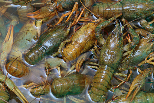 Live crawfish crawl in the water in a large container