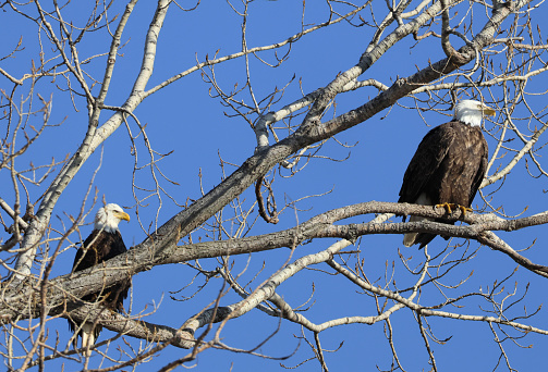A pair of Bald Eagles perched in tree overlooking lake at Loess Bluffs National Wildlife Refuge.