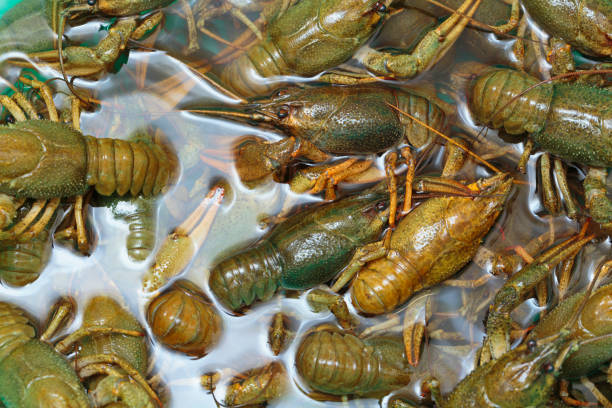 Chinese small lobster stir frying with chili