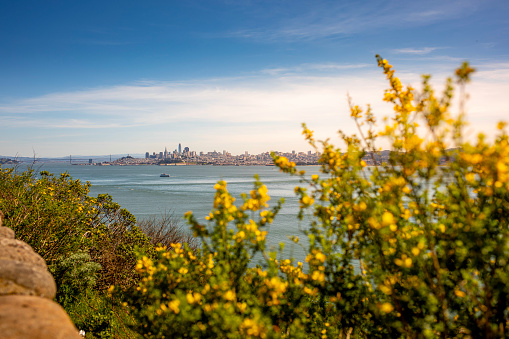 San Francisco skyline through flowers