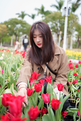 Asian girl picking tulips