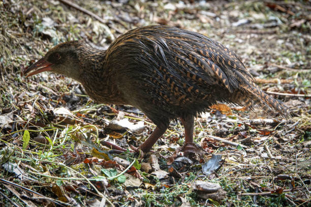 istock New Zealand Weka 2044424787
