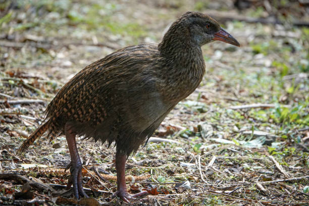 istock New Zealand Weka  foraging 2044425298
