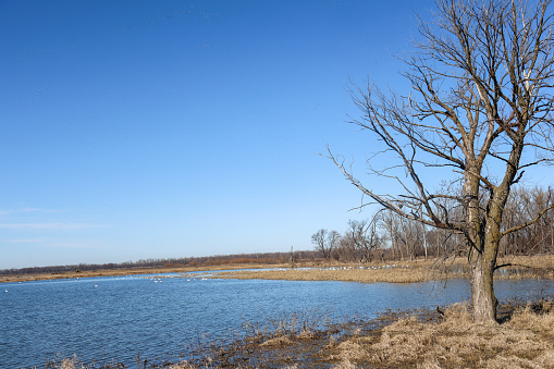 Bare tree in winter sitting alongside a lake at Loess Bluffs National Wildlife Refuge.