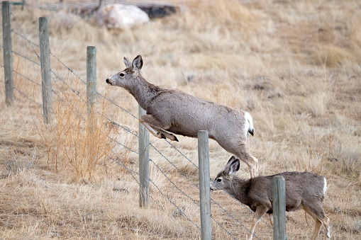 Deer running, jumping fence on hillside in northern Montana in western USA of North America. Nearest cities are Bozeman, Billings and Roundup Montana, Salt Lake City, Utah, Denver, Colorado, and Jackson, Wyoming,
