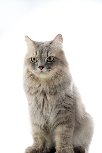 Isolated Standing Grey Persian Long Hair Cat, Mix Race Cat