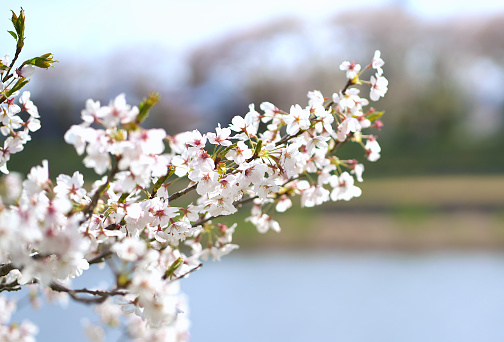 Close-up of beautiful cherry blossoms blooming along the river.