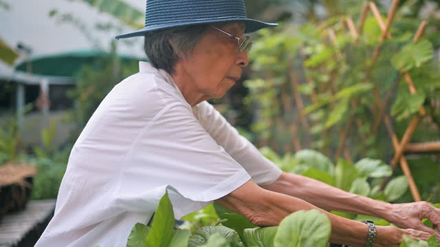 Asian senior people gardening at  home grown organic vegetable garden