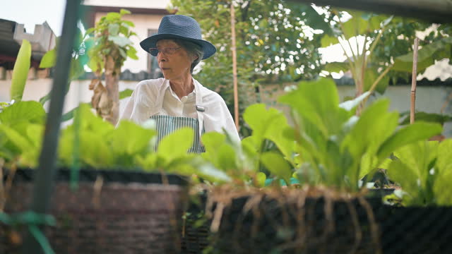 Asian senior people gardening at  home grown organic vegetable garden