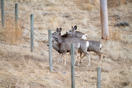 Deer contemplate jumping fence on hillside in northern Montana in western USA of North America. Nearest cities are Bozeman, Billings and Roundup Montana, Salt Lake City, Utah, Denver, Colorado, and Jackson, Wyoming,