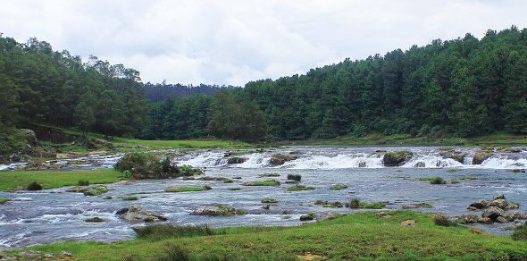 beautiful pykara river flowing through the lush valley and pine forest covered nilgiri mountain foothills near ooty hill station in tamilnadu, india