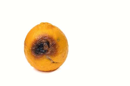 Rotten Orange Fruit Isolate on White Background with Copy Space.
