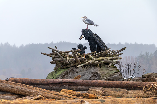 A lone seagull perched on driftwood at the Esquimalt Lagoon.