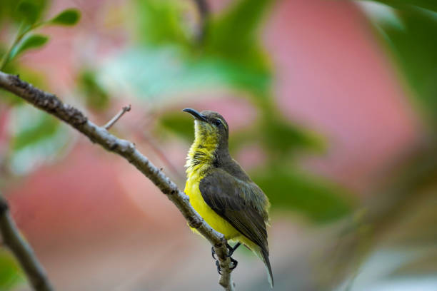 a small bird perches on a spring tree branch. sitting on a tree branch. - chloris zdjęcia i obrazy z banku zdjęć