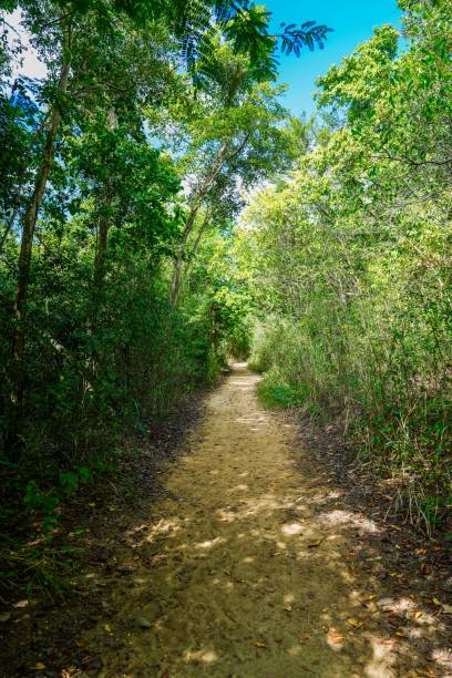 istock Path through the jungle trees of Puerto Rico 2044514262