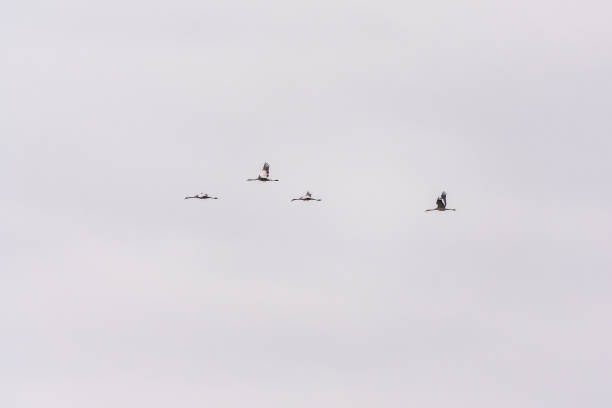 Flying cranes flock against blue sky. Silhouette of birds flying over wheat field at sunset