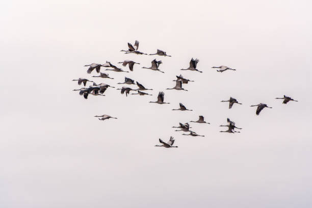 istock Flying cranes flock against blue sky 2044533917
