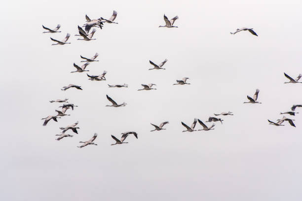 istock Flying cranes flock against blue sky 2044533918