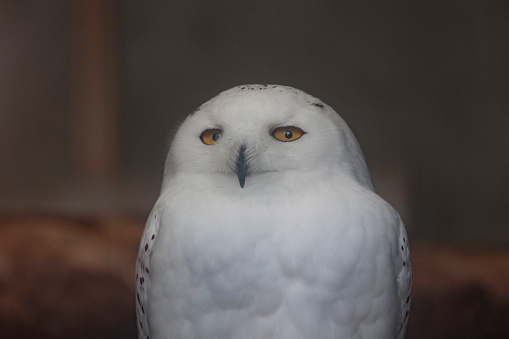 A white owl staring at the camera