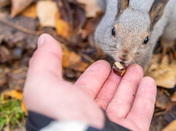 istock A squirrel in the autumn eats nuts from a human hand. Eurasian red squirrel, Sciurus vulgaris 2044552967