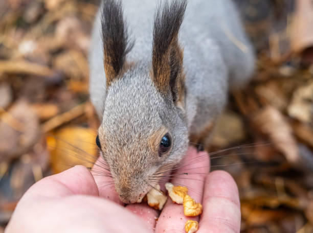 istock A squirrel in the autumn eats nuts from a human hand. Eurasian red squirrel, Sciurus vulgaris 2044552975