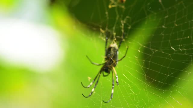 webs and spiders