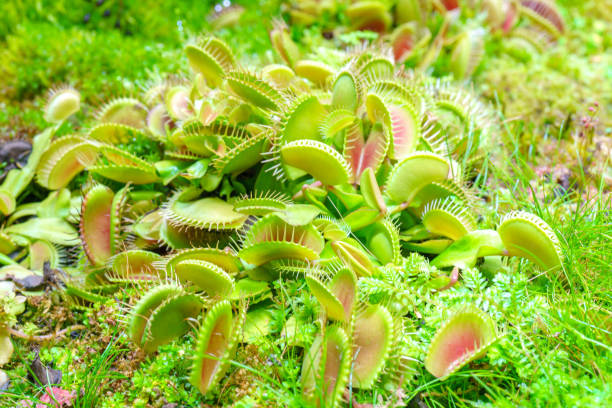istock Venus flycatcher is a carnivorous plant. 2044580611