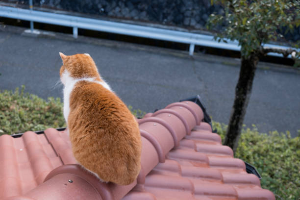 image of a cat sitting on the roof