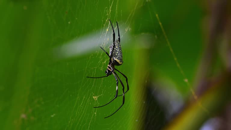 webs and spiders