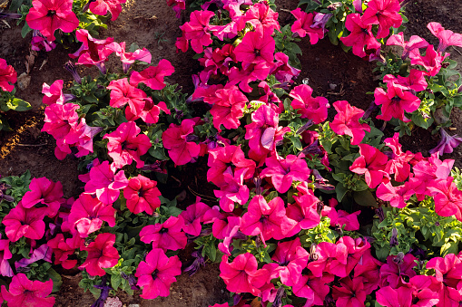 pink magenta Petunia flowers. Flower Bed full frame. outdoor petunias a lot in summer day. family name Solanaceae