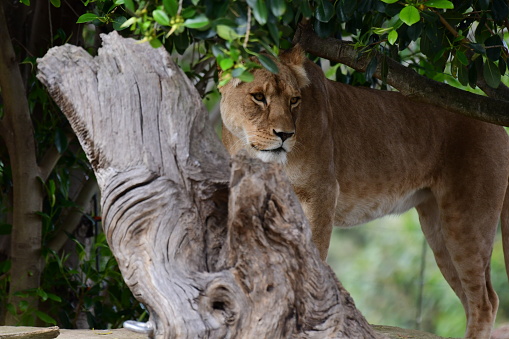 Young male  Asiatic lion / Asiatischer Löwe (Panthera leo persica) relaxing in Gir National Park, Gujarat, India