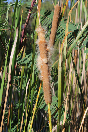 Seeds on a bulrush cattail plant next to a pond