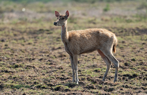 The Javanese deer, also known as the Javan rusa (Rusa timorensis), is a majestic species native to the Indonesian island of Java. The Javanese deer calf embodies the innocence and charm of youth within this elegant creature.A Javanese deer calf is a sight to behold, with its delicate features and graceful movements. Covered in a soft coat of brown fur speckled with white spots, the calf blends seamlessly into the dappled sunlight filtering through the forest canopy. Its large, soulful eyes exude curiosity and a sense of wonder as it explores its surroundings under the watchful eye of its mother.