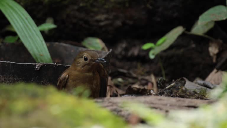 Wild birds clean their feathers in tropical forest