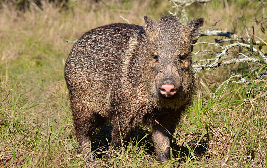 A male reintroduced collared peccary looking at the camera