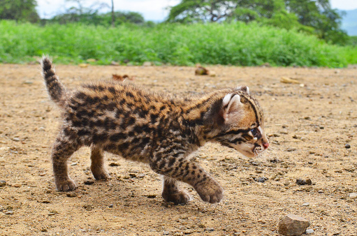 A baby ocelot that was rescued because it mother was killed by ilegal hunters.