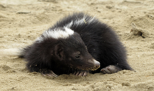 A day photo of a skunk in the desert of northern Peru.