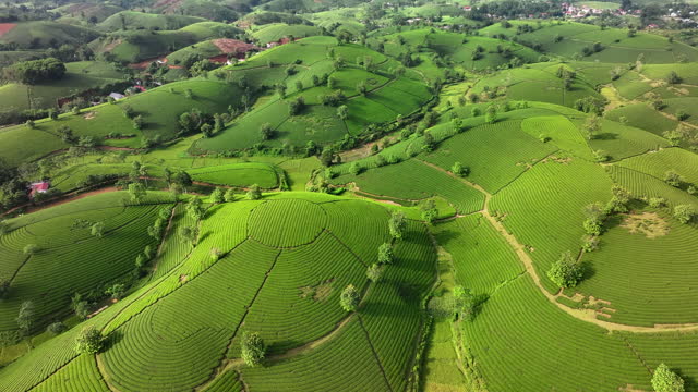 Sunset Scene Aerial Drone Camera Cam Fly Over Tea Plantation terrace on mountain in Long Coc, Phu Tho province northern of Vietnam