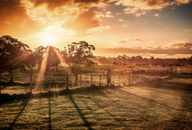 der blick auf den sonnenuntergang auf die landschaft von gippsland in der region victoria - agrarbetrieb stock-fotos und bilder