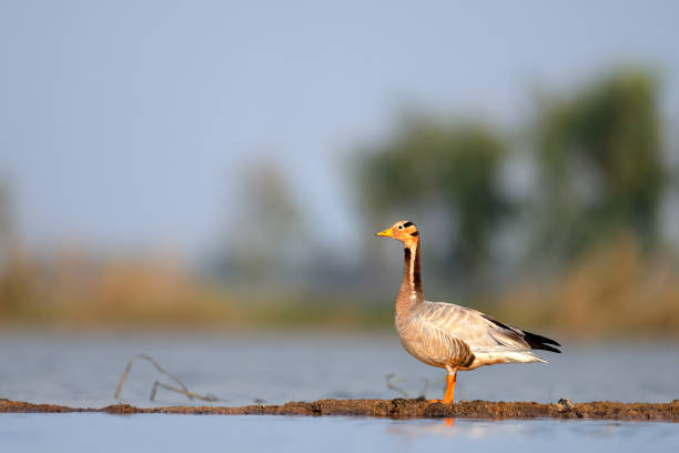 Bar-headed Goose Beautiful Goose bar headed goose anser indicus stock pictures, royalty-free photos & images